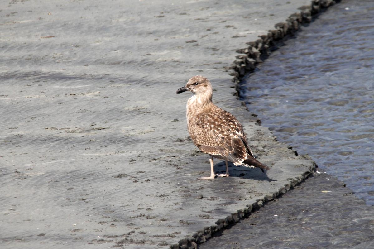Southern Black-backed Gull (Larus dominicanus), Seal Colony Road, Cape Foulwind, West Coast, New Zealand, 2014-03-11 Southern Black-backed Gull (Larus dominicanus)